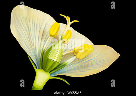 Blume Modell mit Staubgefäße und Stempel auf schwarzem Hintergrund Stockfoto