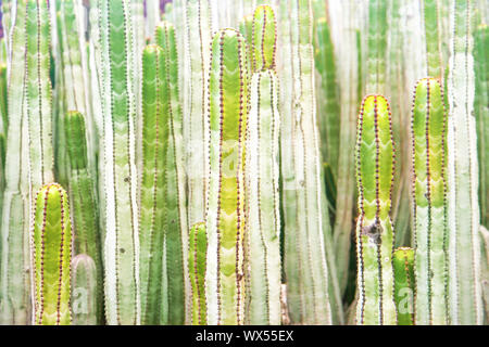 Für viele Stämme der Wolfsmilch Cactus Stockfoto