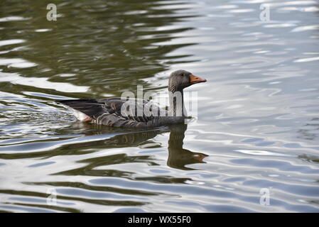 Graugans Schwimmen in richtige Profil Stockfoto