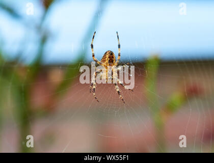 Eine kleine europäische Gartenkreuzspinne (Araneus diadematus) sitzen auf ihrer Website. Stockfoto