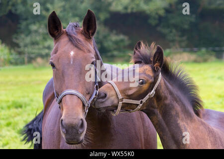 Porträt der Mutter Pferd mit Fohlen auf der Weide Stockfoto