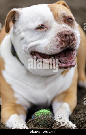 American Bulldog und American Mastiff kreuz Rasse am Strand ausruhen Stockfoto