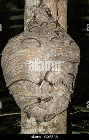 Unverfrorene Hornissen, Dolichovespula maculata, Hinzufügen von Papier zu ihrem Nest. Stockfoto