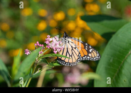 Monarchfalter auf Sumpf-Wolfsmilch Stockfoto