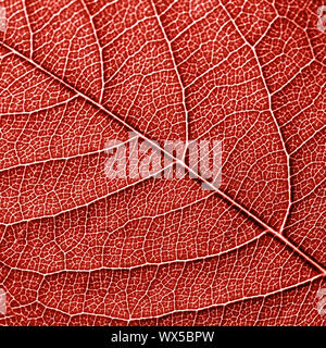 Texured natürliche geädert Blatt Muster Hintergrund für das Layout in einer Farbe, die im Jahr 2019 lebenden Korallen. Makro Foto. Ansicht von oben Stockfoto