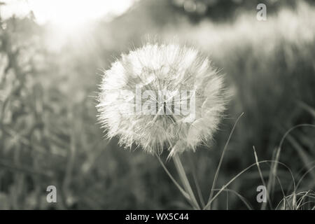 Großen weißen flauschigen Löwenzahn im Garten wächst, ein schwarz-weiß Foto. Stockfoto