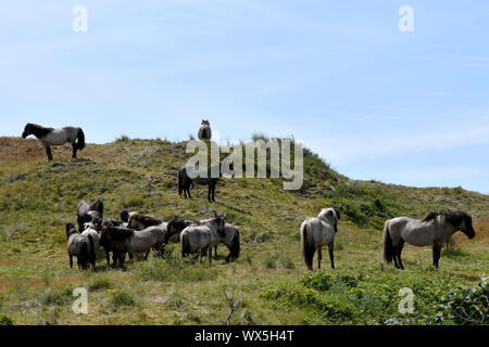 Eine Pferdeherde in den Dünen von Texel (Niederlande) Stockfoto