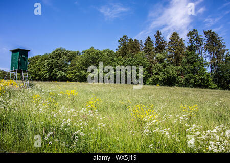 Sommer Wiese und Wald Rand Stockfoto