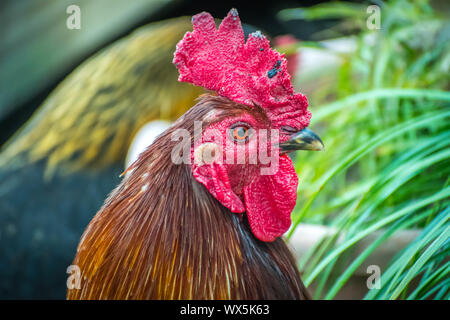 Ein Rhode-island Red Rooster in Jacksonville, Florida Stockfoto