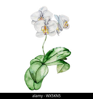 Blühende White Orchid. Stockfoto