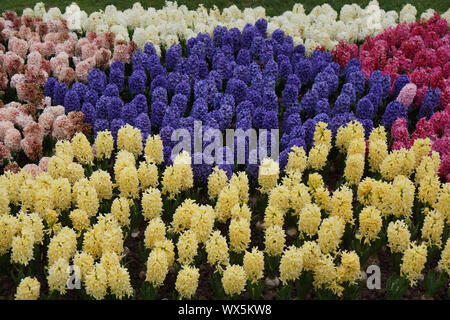 Blumen im Park schön angeordnet Stockfoto