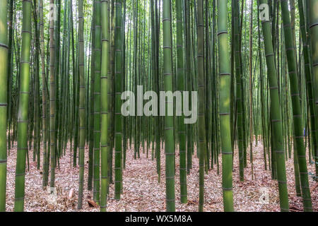 Taehwagang park Simnidaebat Bambuswald Stockfoto