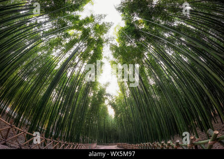 Taehwagang park Simnidaebat Bambuswald Stockfoto