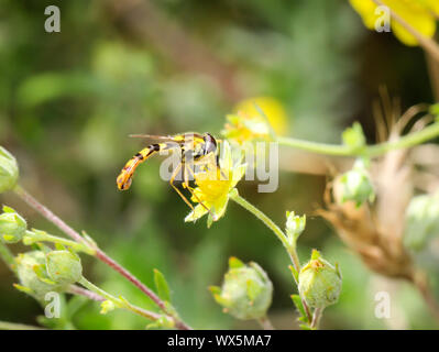 Insekten, Wespen auf einer Anlage Stockfoto