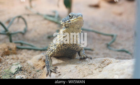 Agama lizerd schauen neugierig in die Sonne der Wüste Tier Stockfoto