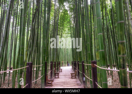 Simnidaebat Bambuswald Sitzbank Stockfoto