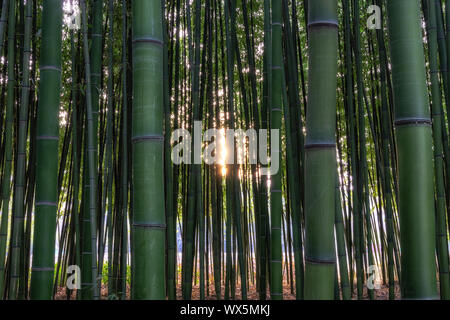 Simnidaebat Bambus Wald Sonnenuntergang Stockfoto