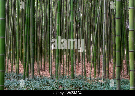 Taehwagang park Simnidaebat Bambuswald Stockfoto