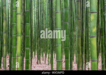 Taehwagang park Simnidaebat Bambuswald Stockfoto