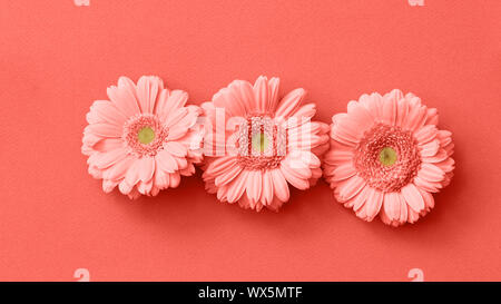 Kreative schöne Gerbera Blumen Muster in einer Trendfarbe des Jahres 2019 Lebende Korallen Pantone isoliert. Stockfoto