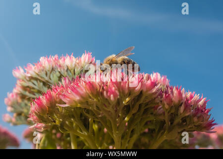 Kleine Bee Pollen sammeln im Frühjahr Stockfoto
