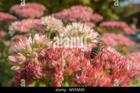 Kleine Bee Pollen sammeln im Frühjahr Stockfoto