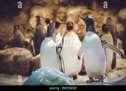 Gentoo Penguins im Zoo Stockfoto