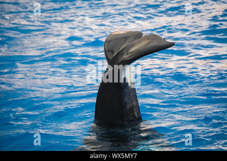 Orca Killer whale winkte seinem Schwanz Stockfoto