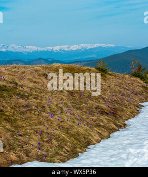 Lila Krokusse Blumen auf Spring Mountain Stockfoto