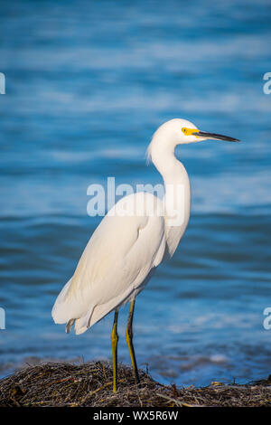 Ein Snowy White Egret in Anna Maria Island, Florida Stockfoto