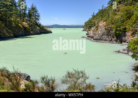 2016 traf eine Algenblüte das Sooke Basin und die umliegende Küste von Vancouver Island, was einen blauen, grünen Farbton ins Wasser brachte. Stockfoto