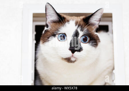 Eine Katze halbblut von snow-Shoe schaut aus dem Schacht für Katzen in der Wohnung. Fang einer Katze und Vorderpfoten close-up, selektiver Fokus Stockfoto