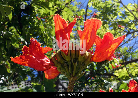 Afrikanischer Tulpenbaum Stockfoto