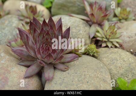 Closeup Hühner und Küken Kakteen auf Rock Garden Saftige Stockfoto