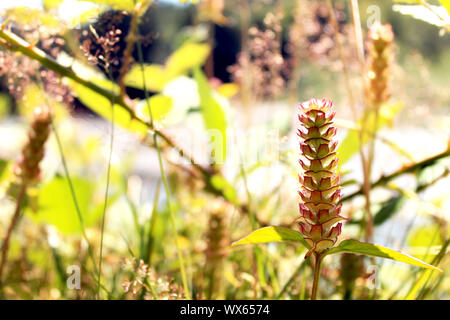 Ein prunella vulgaris, oder allgemein als Herz der Erde bekannt sind, in einem Garten in Washington State Stockfoto