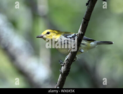 Nahaufnahme der Jugendlichen Black-throated Green Warbler (Dendroica virens) auf einem Ast sitzenden im Herbst, Ontario, Kanada Stockfoto