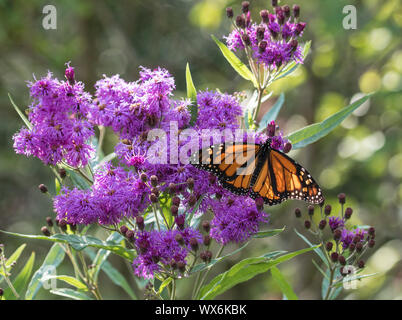 Portrait von Monach Schmetterling (danaus Plexippus) auf lila ironweed Blumen im Herbst Migration in Ontario, Kanada. Stockfoto