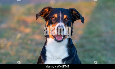 Porträt der Appenzeller Sennenhund, sitzen auf den Sommer Feld, Tageslicht Stockfoto