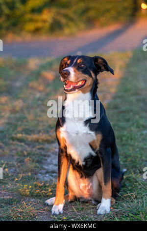 Porträt der Appenzeller Sennenhund, sitzen auf den Sommer Feld, Tageslicht Stockfoto