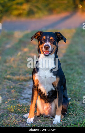 Porträt der Appenzeller Sennenhund, sitzen auf den Sommer Feld, Tageslicht Stockfoto