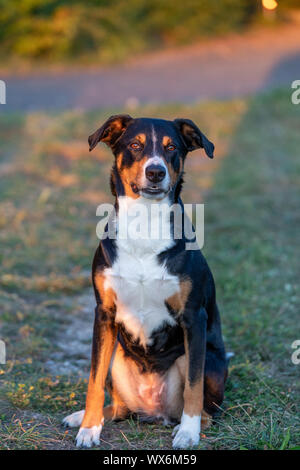 Porträt der Appenzeller Sennenhund, sitzen auf den Sommer Feld, Tageslicht Stockfoto