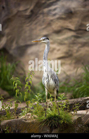 Graureiher (Ardea cinerea), ZOOM Erlebniswelt, Gelsenkirchen, Ruhrgebiet, Deutschland, Europa Stockfoto