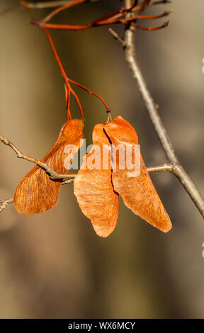 Samen von Maple hängen in den Filialen Stockfoto