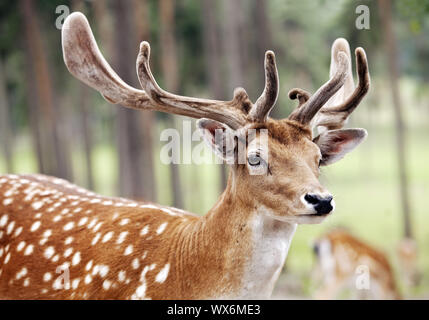 Ika Rotwild, Zähmen sika Hirsche, zahmen Hirsch (Cervus Nippon), Hirsch im Sommer Fell, Seitenansicht, Deutschland Stockfoto