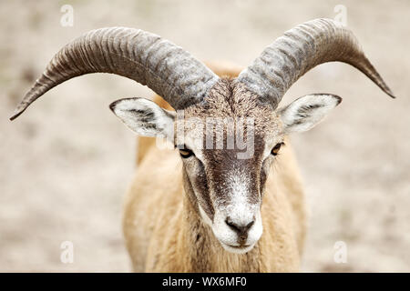 Mufflon (Ovis musimon, Ovis gmelini musimon, Ovis orientalis Musimon), Porträt, Ram, Deutschland Stockfoto