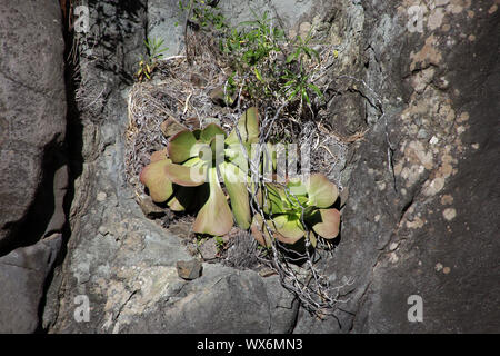Aeonium Nobile, endemisch auf La Palma Stockfoto