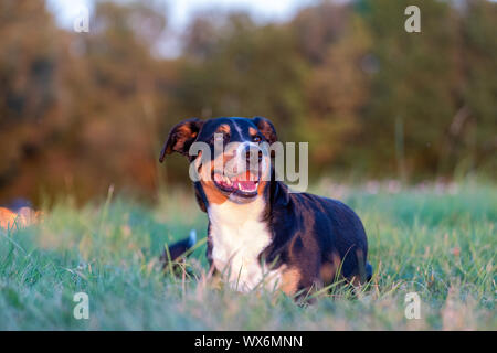 Porträt der Appenzeller Sennenhund, liegen auf dem sommer feld, Tageslicht Stockfoto