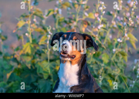 Appenzeller Mountain dog portrait im Sommer, Sonnenuntergang, Licht Stockfoto