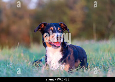 Porträt der Appenzeller Sennenhund, liegen auf dem sommer feld, Tageslicht Stockfoto