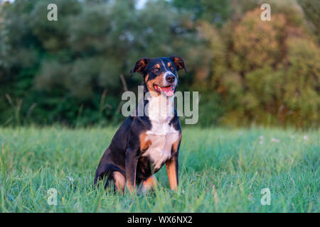 Porträt der Appenzeller Sennenhund, sitzen auf den Sommer Feld, Tageslicht Stockfoto